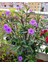 Videolu Mor Meksika Petunyası 1 Adet Saksılı 40-60 cm Balkon Bitkisi Ruelya (Ruellia) 5