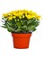 Videolu Sarı Renk Kasımpatı 1 Adet Saksılı 10-20 cm Canlı Teras Bikisi (Chrysanthemum) 1