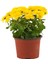 Videolu Sarı Renk Kasımpatı 1 Adet Saksılı 10-20 cm Canlı Teras Bikisi (Chrysanthemum) 3