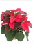 Videolu Kırmızı Renk Atatürk Çiçeği 1 Adet Saksılı 40-70 cm Ofis Çiçeği (Poinsettia) 5