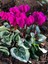 Videolu Canlı Fuşya 1 Adet Sıklamen Çiçeği Saksılı 30-55 cm (Cyclamen Flower) 3