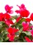 Videolu Canlı Kırmızı Renk 1 Adet Sıklamen Çiçeği Saksılı 30-50 cm (Red Cyclamen Flower) 3