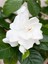Videolu Premium Hediyelik 1 Adet Gardenya Çiçeği Saksılı 30-45 cm (Gardenia Flower) 2