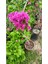 Begonvil Çiçeği Bougainvillea Bahçe Balkon Teras 2