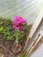 Begonvil Çiçeği Bougainvillea Bahçe Balkon Teras 3