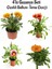 Sarı+Kırmızı+Pembe+Turuncu Gazanya Çiçeği 4 Adet Saksılı 10-20 cm Balkon Çiçeği 1