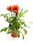 Sarı+Kırmızı+Pembe+Turuncu Gazanya Çiçeği 4 Adet Saksılı 10-20 cm Balkon Çiçeği 3