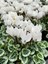 Videolu Canlı Beyaz 1 Adet Sıklamen Çiçeği Saksılı 30-55 cm (White Cyclamen) 2