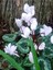 Videolu Canlı Beyaz 1 Adet Sıklamen Çiçeği Saksılı 30-55 cm (White Cyclamen) 3