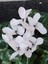 Videolu Canlı Beyaz 1 Adet Sıklamen Çiçeği Saksılı 30-55 cm (White Cyclamen) 4