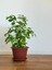 Videolu Kokulu Ofis Bitkisi 1 Adet Gardenya Çiçeği Saksılı 30-50 cm (Gardenia Flower) 1