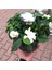 Videolu Kokulu Ofis Bitkisi 1 Adet Gardenya Çiçeği Saksılı 30-50 cm (Gardenia Flower) 2