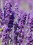 Videolu Şahane Kokulu 5 Adet Lavanta Çiçeği Fidanı 40-60 cm Saksılı (Lavander) 1