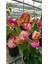 Ebruli Renk Sarmaşık Begonvil Çiçeği 35/50 cm Bougainvillea 2