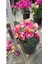 Ebruli Renk Sarmaşık Begonvil Çiçeği 35/50 cm Bougainvillea 4
