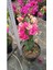 Ebruli Renk Sarmaşık Begonvil Çiçeği 35/50 cm Bougainvillea 5
