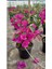 Sarmaşık Begonvil Çiçeği- Fuşya Renk Sarılıcı Begonvil - 40/50 cm Bougainvillea 1