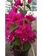 Sarmaşık Begonvil Çiçeği- Fuşya Renk Sarılıcı Begonvil - 40/50 cm Bougainvillea 2