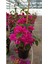 Sarmaşık Begonvil Çiçeği- Fuşya Renk Sarılıcı Begonvil - 40/50 cm Bougainvillea 3