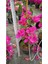 Sarmaşık Begonvil Çiçeği- Fuşya Renk Sarılıcı Begonvil - 40/50 cm Bougainvillea 4