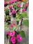 Sarmaşık Begonvil Çiçeği- Fuşya Renk Sarılıcı Begonvil - 40/50 cm Bougainvillea 5