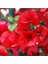 Begonvil Sarmaşığı-Kırmızı (Bougainvillea) 1