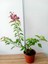 Bodur Begonvil Bougainvillea (Ev - Balkon Begonvil) Bougainvillea 2
