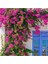 Videolu 2 Adet Pembe Sarılıcı Begonvil Çiçeği Fidanı 60-90 cm Saksılı Çiçekli Bodur Bougainvillea 2