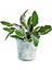 Videolu Harika Kokulu 1 Adet Adaçayı Fidanı 40-60 cm Saksılı (Rosemary Seedling) 1