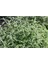 Videolu Harika Kokulu 1 Adet Adaçayı Fidanı 40-60 cm Saksılı (Rosemary Seedling) 2