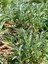 Videolu Harika Kokulu 1 Adet Adaçayı Fidanı 40-60 cm Saksılı (Rosemary Seedling) 3
