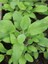 Videolu Harika Kokulu 1 Adet Adaçayı Fidanı 40-60 cm Saksılı (Rosemary Seedling) 4