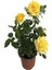 Videolu Sarı Renkli 1 Adet Bulgar Gülü Çiçeği Fidanı 30-60 cm Saksılı (Bulgarian Rose Sapling) 3