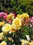 Videolu Sarı Renkli 1 Adet Bulgar Gülü Çiçeği Fidanı 30-60 cm Saksılı (Bulgarian Rose Sapling) 4