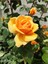 Videolu Sarı Renkli 1 Adet Bulgar Gülü Çiçeği Fidanı 30-60 cm Saksılı (Bulgarian Rose Sapling) 5