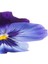 Videolu 2 Adet Mor Hercai Menekşe Saksılı 10-15 cm Saksılı Çiçekli Bodur Bitkiler Viola 3