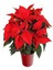 Videolu Hoş Görünümlü Hediyelik 1 Adet Atatürk Çiçeği Saksılı 25-45 cm (Poinsettia) 1