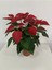 Videolu Hoş Görünümlü Hediyelik 1 Adet Atatürk Çiçeği Saksılı 25-45 cm (Poinsettia) 3