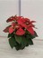 Videolu Hoş Görünümlü Hediyelik 1 Adet Atatürk Çiçeği Saksılı 25-45 cm (Poinsettia) 4