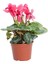 Videolu Premium Pembe 1 Adet Sıklamen Çiçeği Saksılı 30-50 cm (Pink Cyclamen Flower) 4