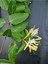 Videolu Sarı Beyaz Hanımeli Çiçeği 1 Adet Saksılı/Tüplü 90-120 cm Bahçe Bitkisi(Lonicera Japonica) 4