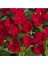 Videolu Kırmızı Cam Güzeli Fidanı 1 Adet Saksılı 15-30 cm Yeniğine (Impatiens New Guinea) 2
