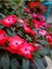 Videolu Kırmızı Cam Güzeli Fidanı 1 Adet Saksılı 15-30 cm Yeniğine (Impatiens New Guinea) 3