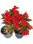 Videolu Kırmızı Cam Güzeli Fidanı 1 Adet Saksılı 15-30 cm Yeniğine (Impatiens New Guinea) 4