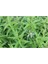 Limon Melisa Fidanı Saksılı 40 cm 60 cm 1