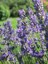 Videolu Şahane Kokulu 5 Adet Lavanta Çiçeği Fidanı 40-60 cm Saksılı (Lavander) 2