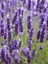 Videolu Şahane Kokulu 5 Adet Lavanta Çiçeği Fidanı 40-60 cm Saksılı (Lavander) 4