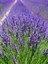 Videolu Şahane Kokulu 5 Adet Lavanta Çiçeği Fidanı 40-60 cm Saksılı (Lavander) 5