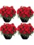 Videolu Canlı Kırmızı Kokulu 4 Adet Karanfil Çiçeği Fidanı 15-30 cm Saksılı (Carnation) 1
