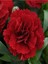 Videolu Canlı Kırmızı Kokulu 4 Adet Karanfil Çiçeği Fidanı 15-30 cm Saksılı (Carnation) 3